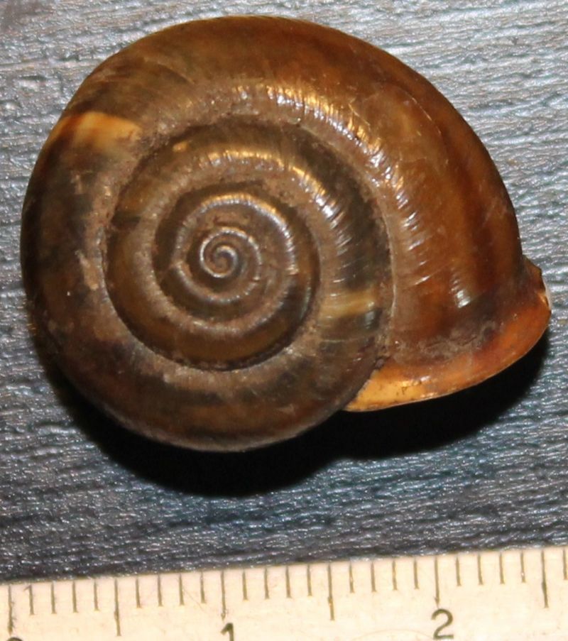 Chilostoma da identificare